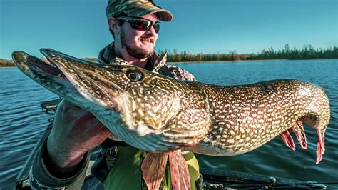 torpedo looking fish in the pike family|Northern Pike (Esox lucius) .